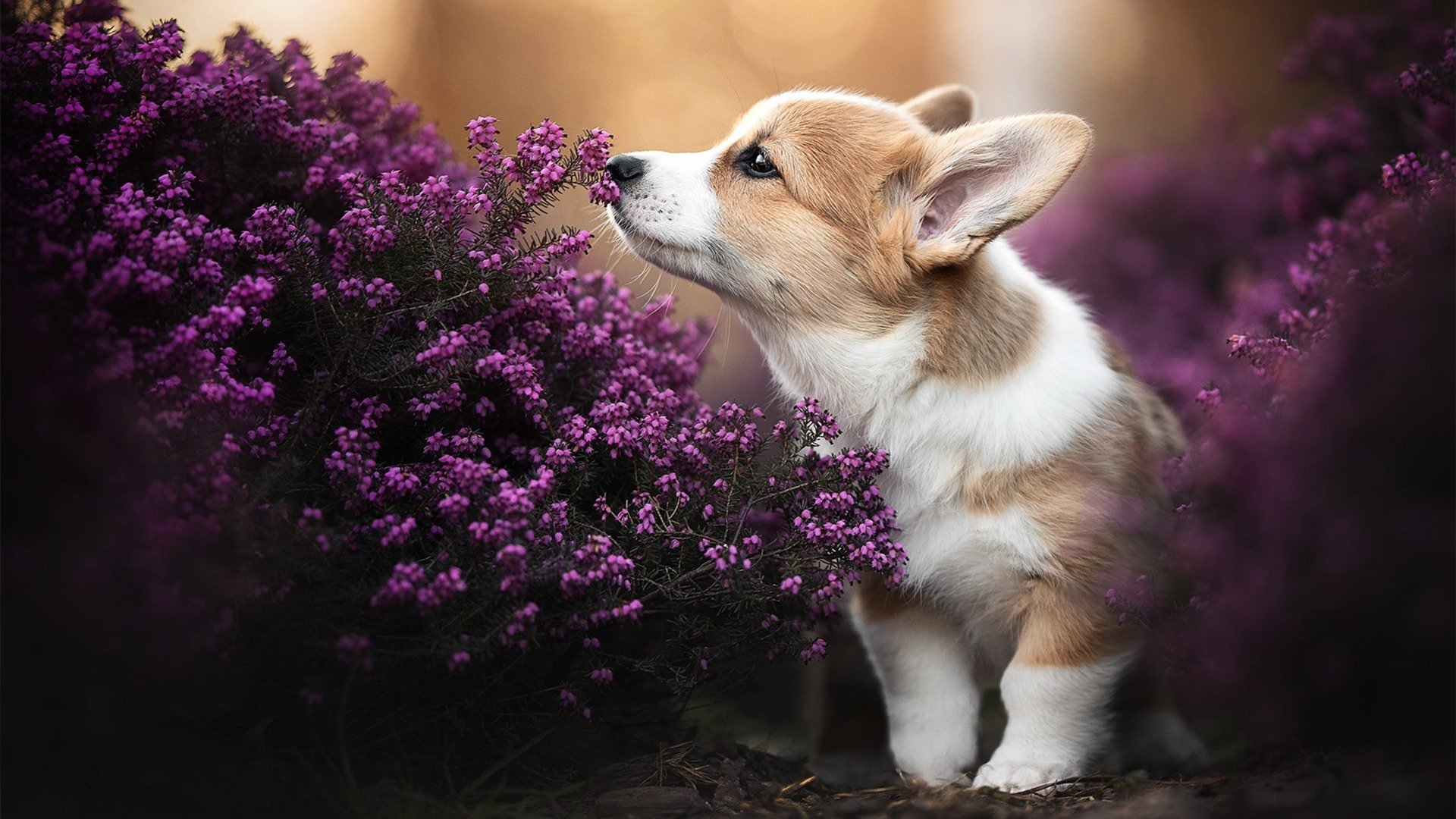 史上最“燃”季后赛夜战,哪一场成为经典?,季后赛饭堂夜