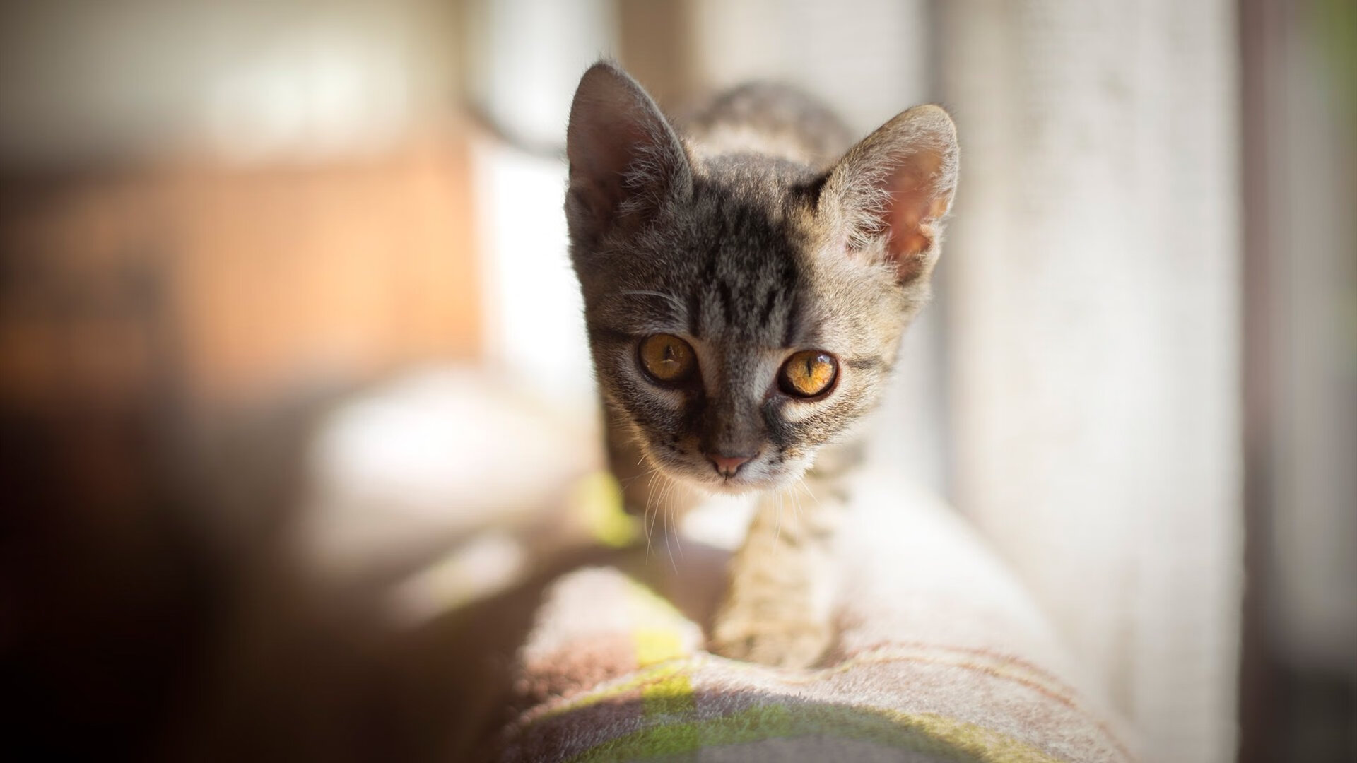 广州“篮球梦想”系列公益赛事持续推进，惠及贫困地区学生，广州篮球协会官网