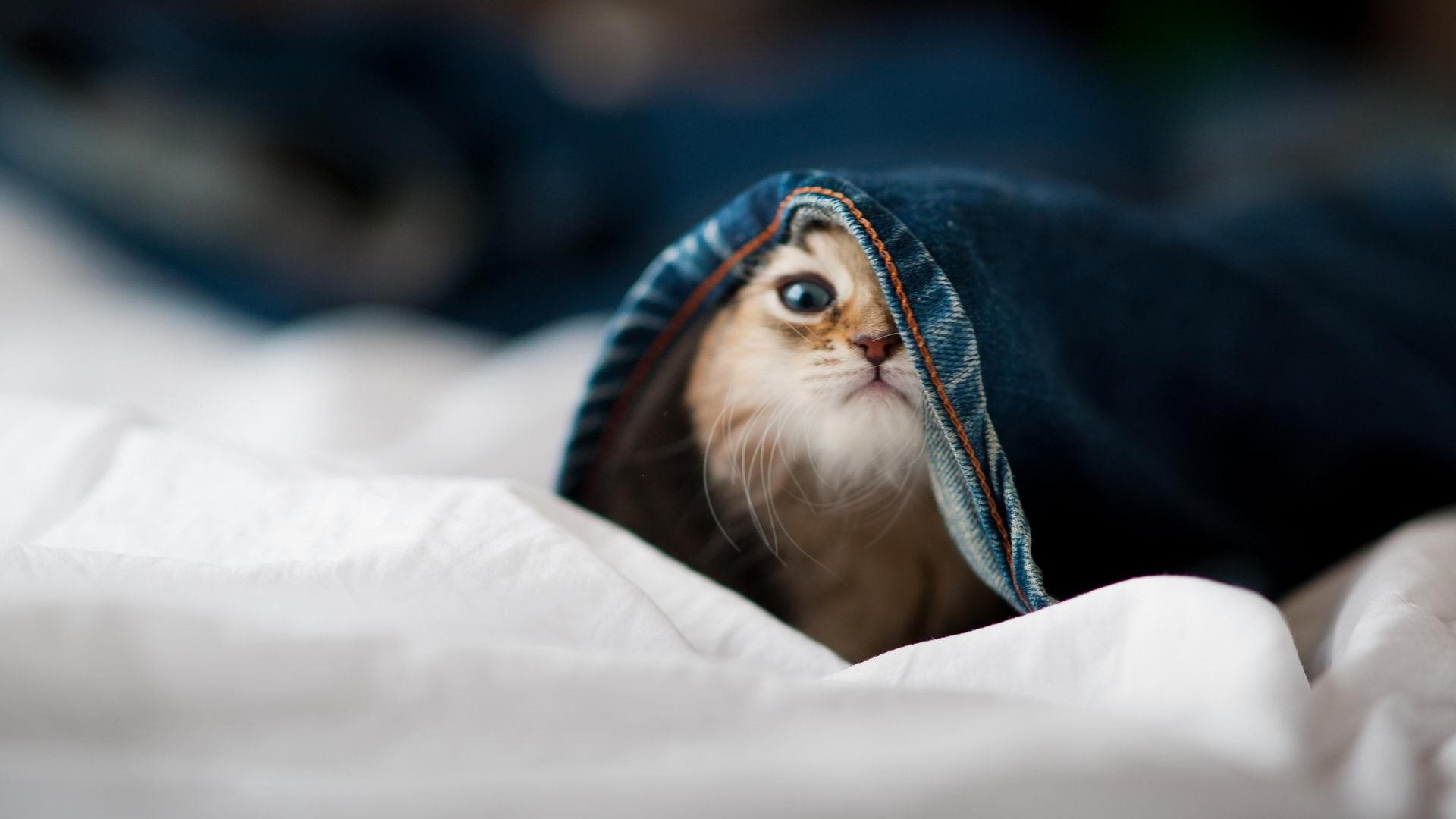 《《绝地求生》冠军联赛,百万奖金等你瓜分》,绝地求生pai冠军