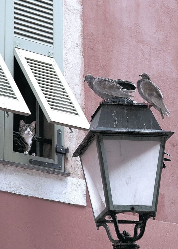 今年联盟“三分命中率”排名都有哪些令人惊喜的队伍？，nba联盟三分命中率第一